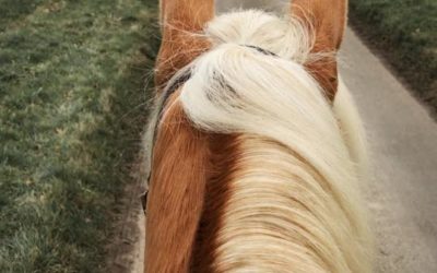 5 ways to improve your horse’s concentration