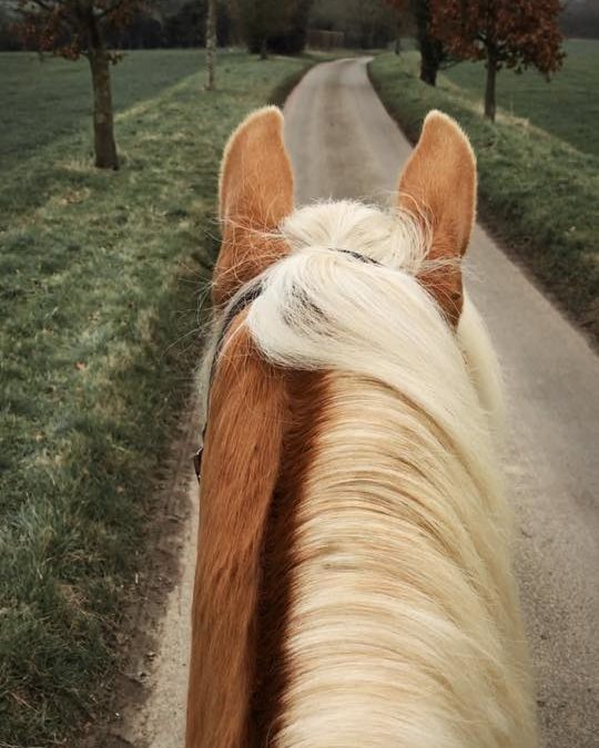 5 ways to improve your horse’s concentration