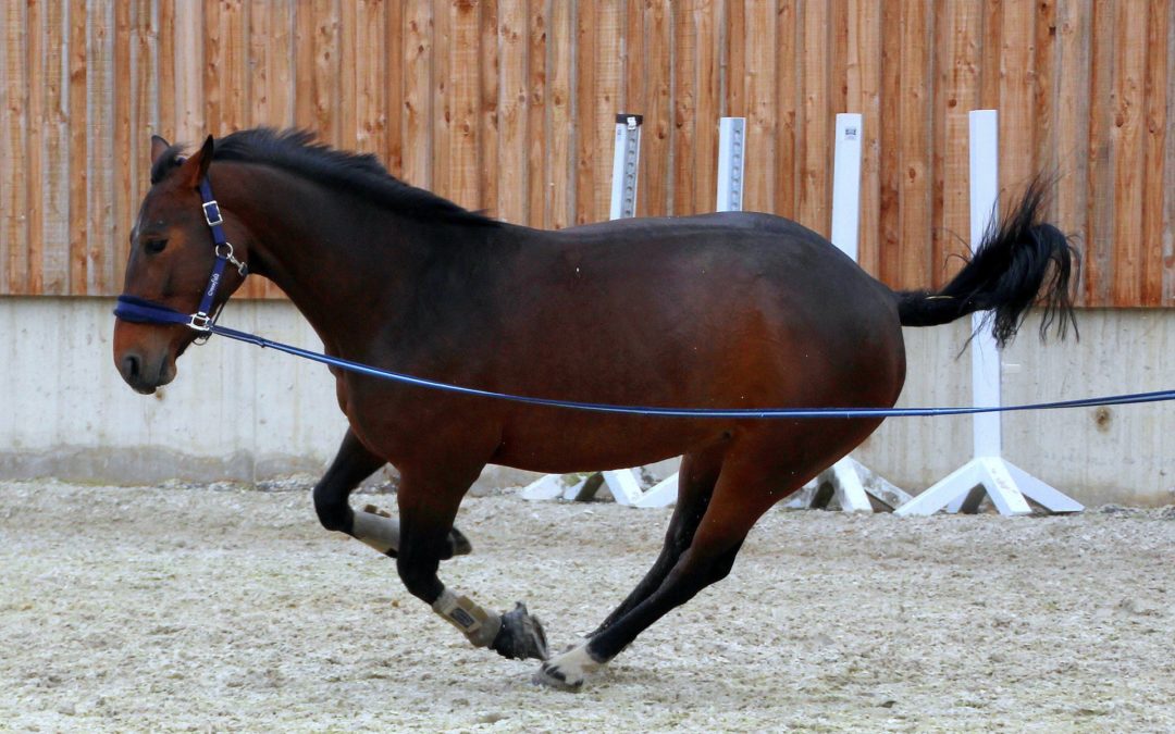 Lunging – & why it’s redundant