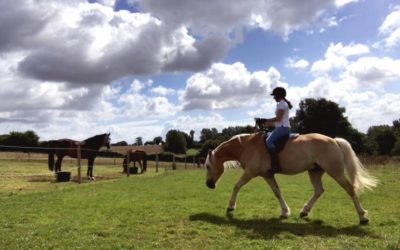 FREE Lesson: Teach your horse to relax