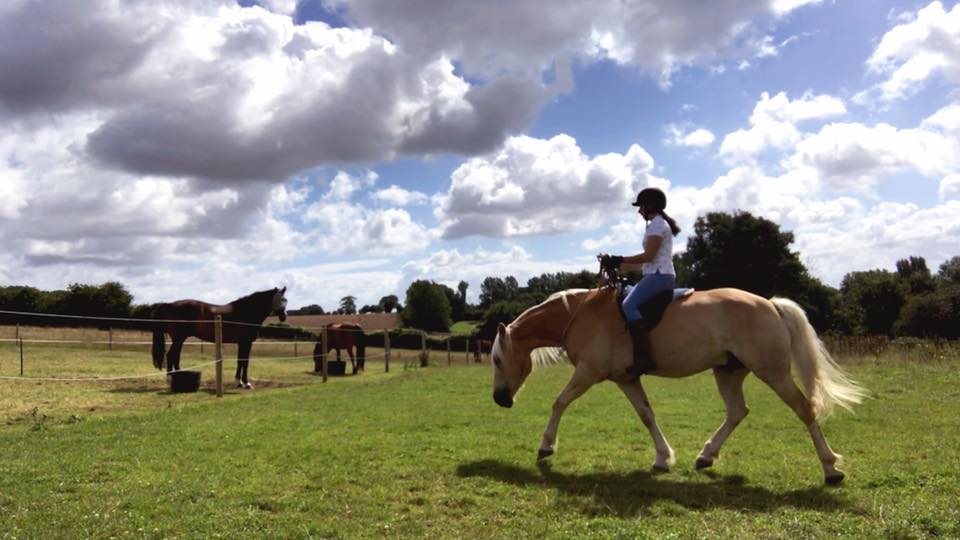 FREE Lesson: Teach your horse to relax