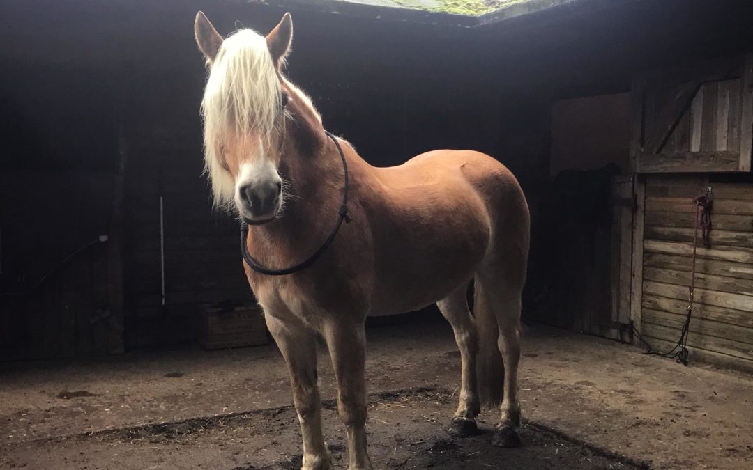 Can your horse stand square?